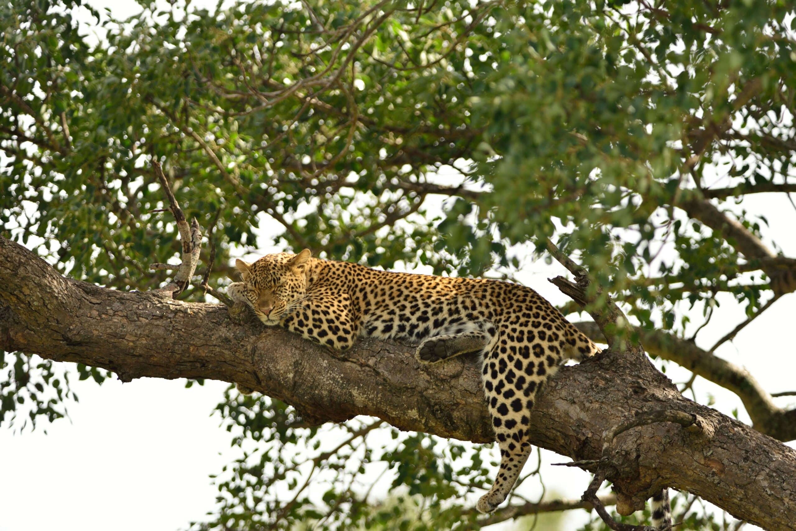 Leopard vs. Cheetah: African leopard lying lazily on a high tree branch