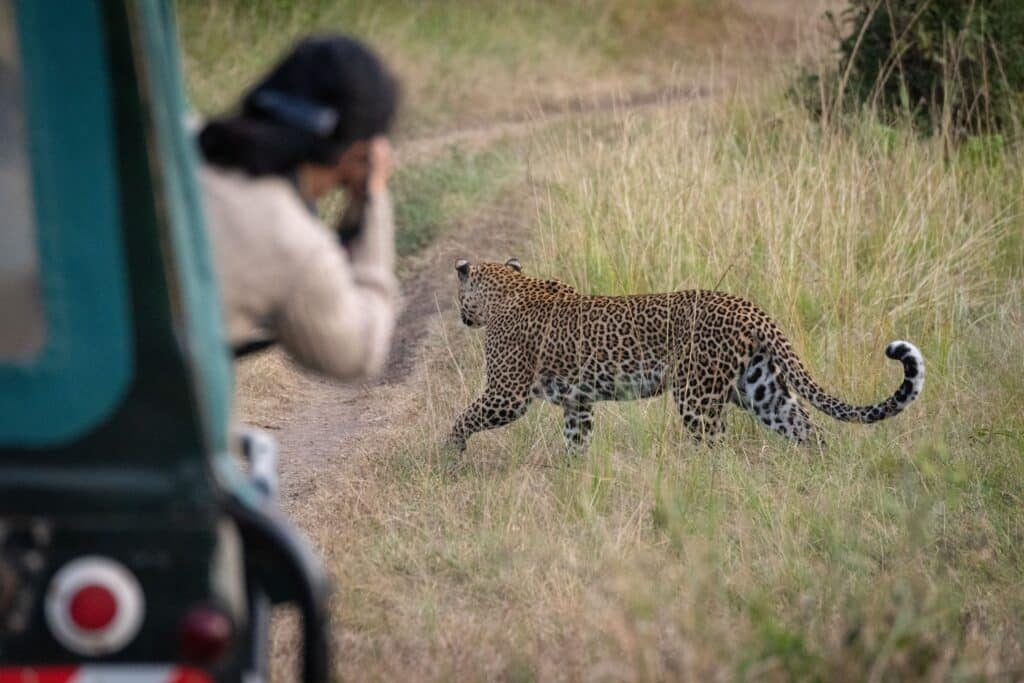 A lady taking a picture of the full length of a leopard on grass during a Kruger park safari