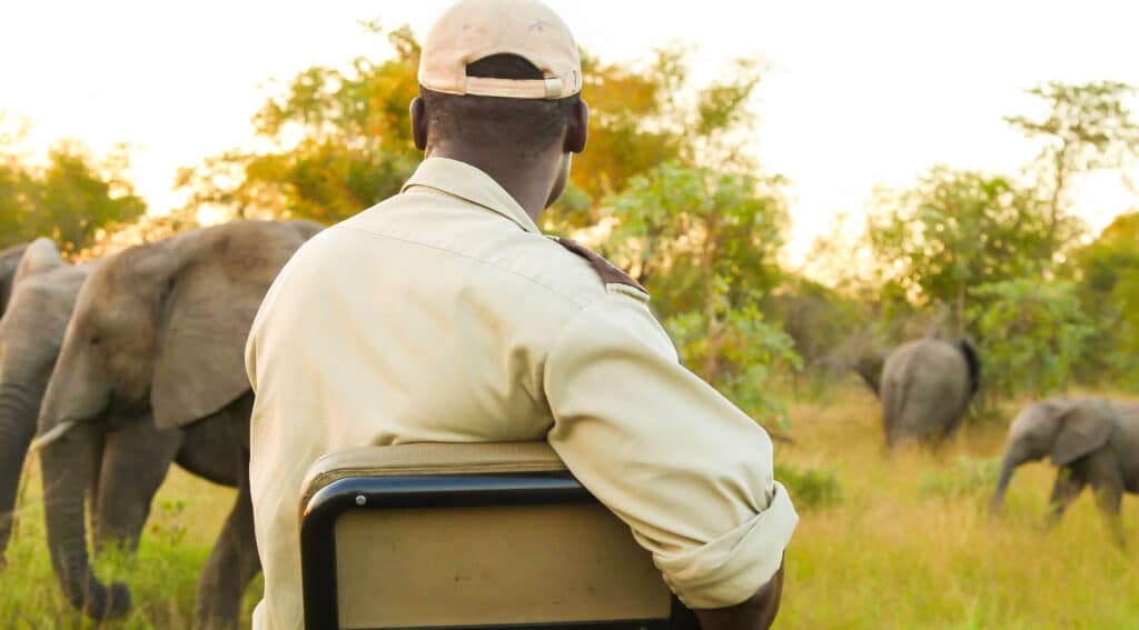 Back view of an African American male watching elephants on a safari