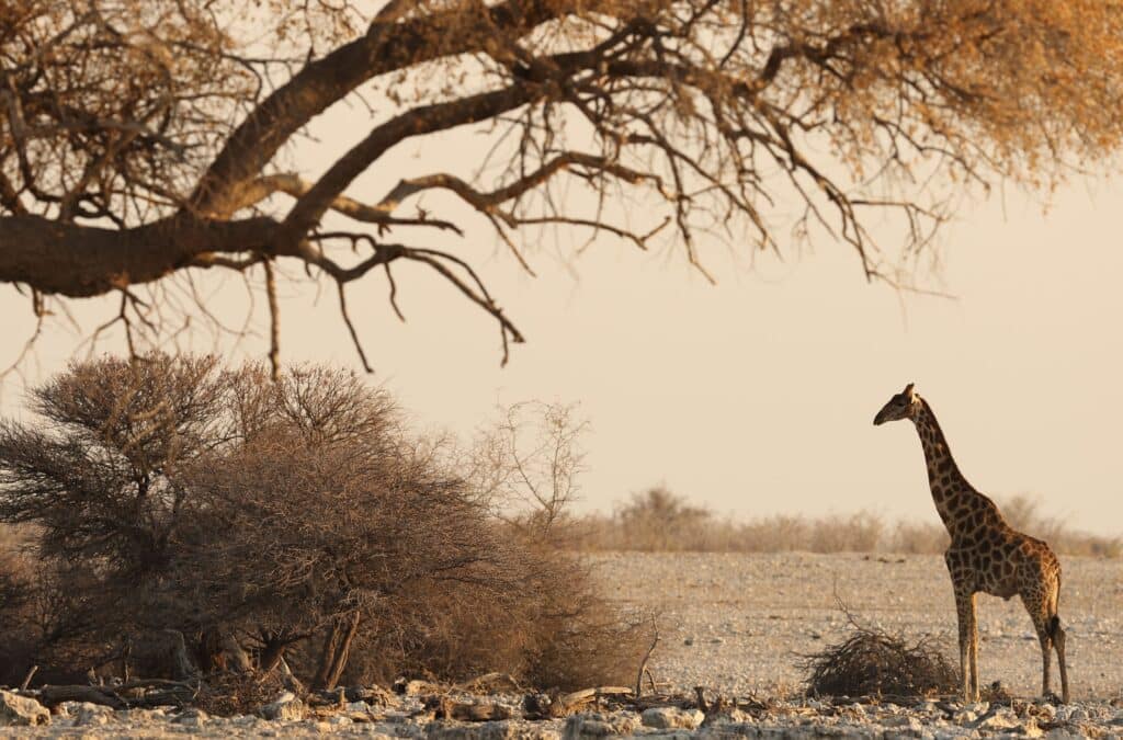Beautiful dramatic shot of a giraffe standing under a tree at the Kruger National Park in May