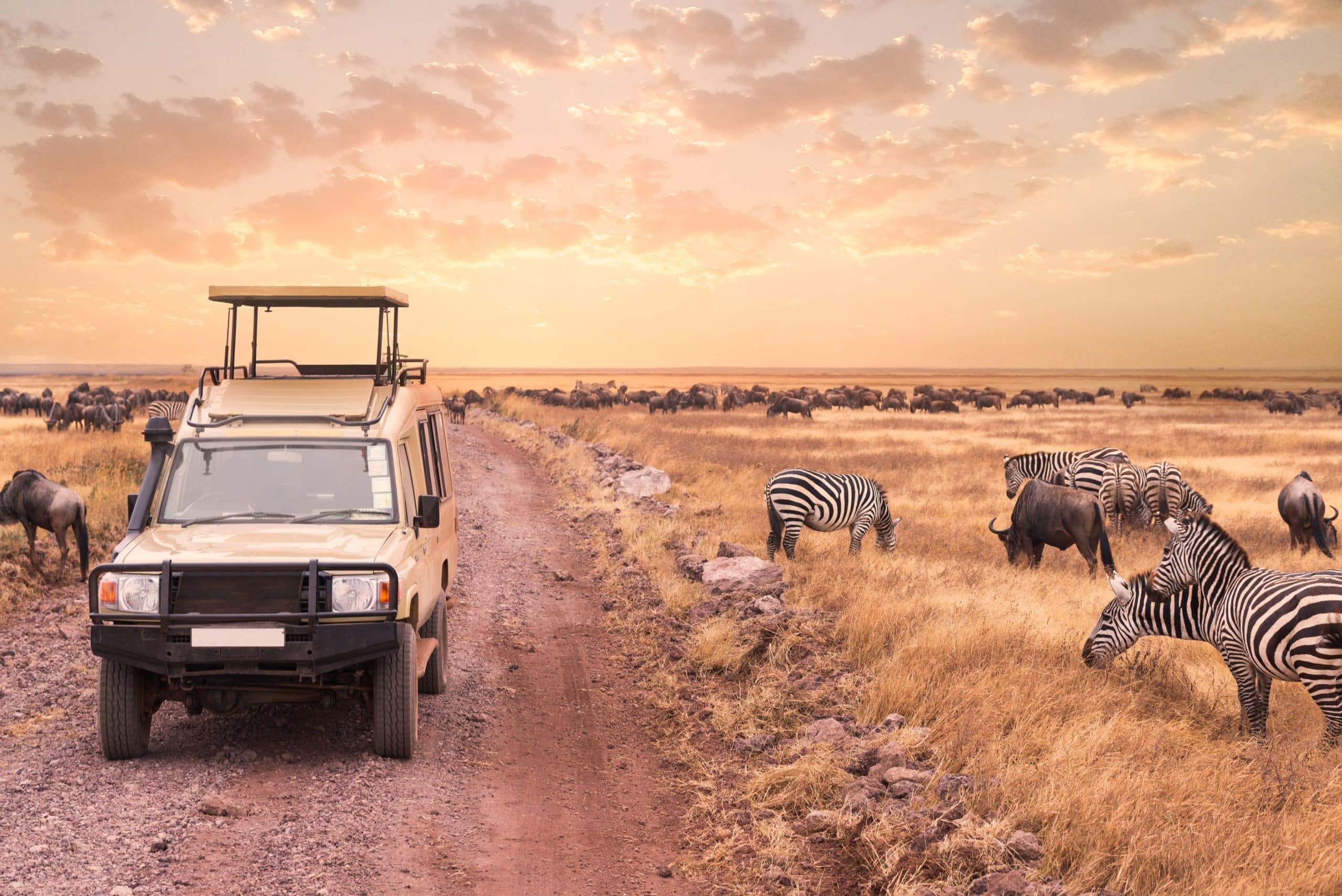 Off-road vehicle on dirt road in an African safari holiday, driving by zebras in a field against sunset sky