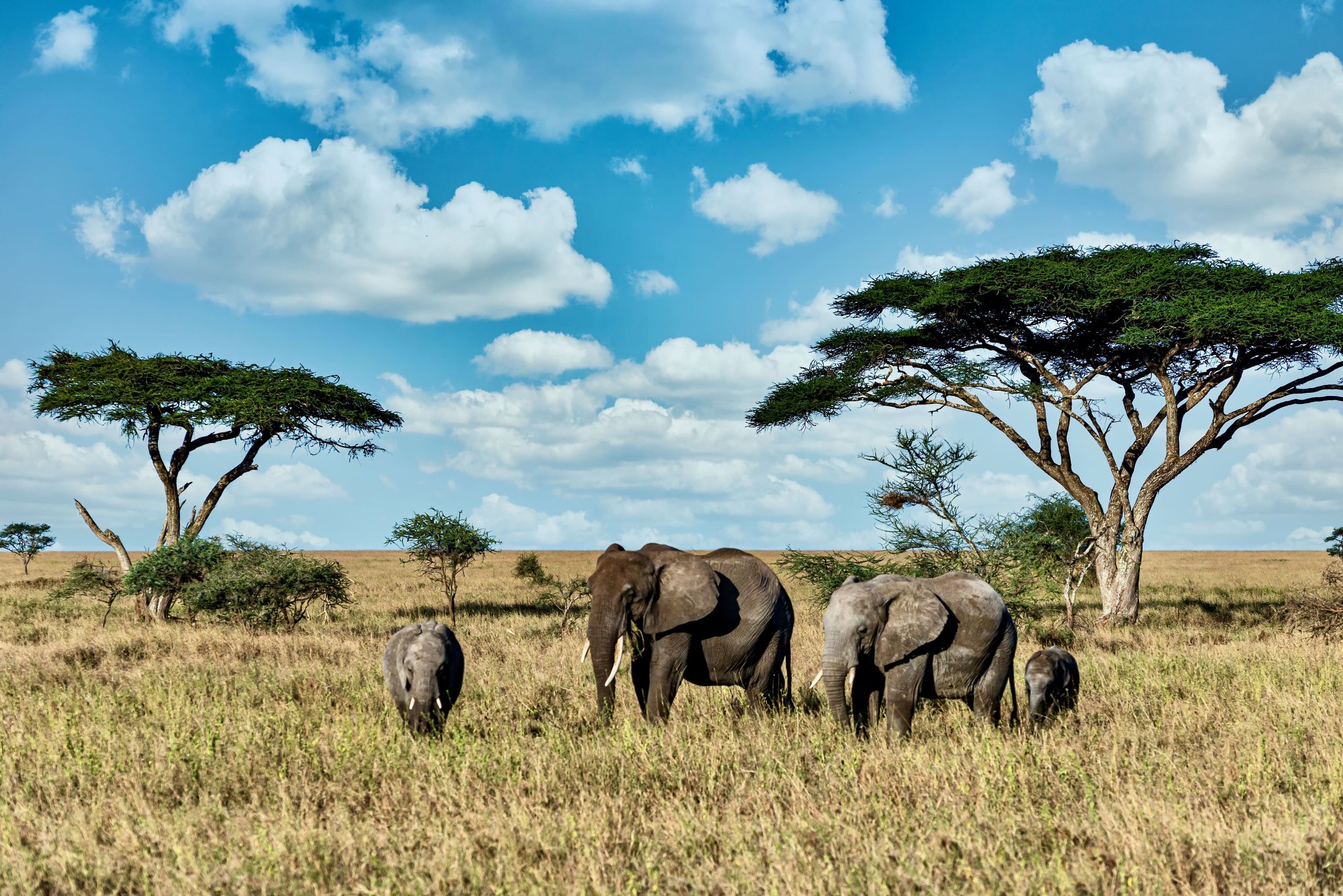 A group of elephants walking on the dry grass, available to view after paying the Kruger National Park safari cost