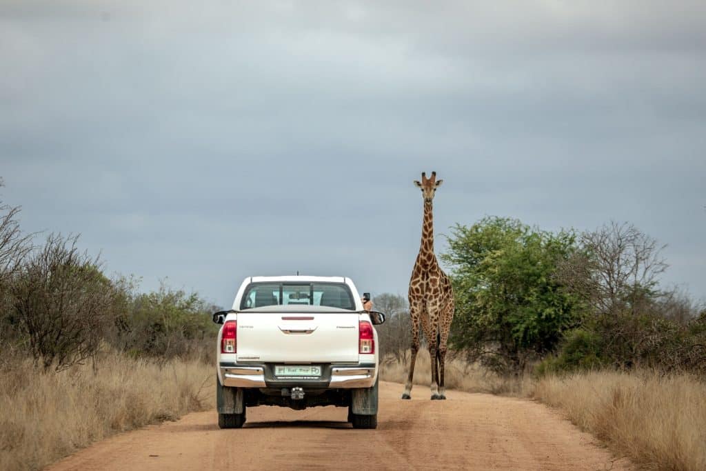 A family on a day trip to Kruger National Park taking a picture of a lone giraffe.