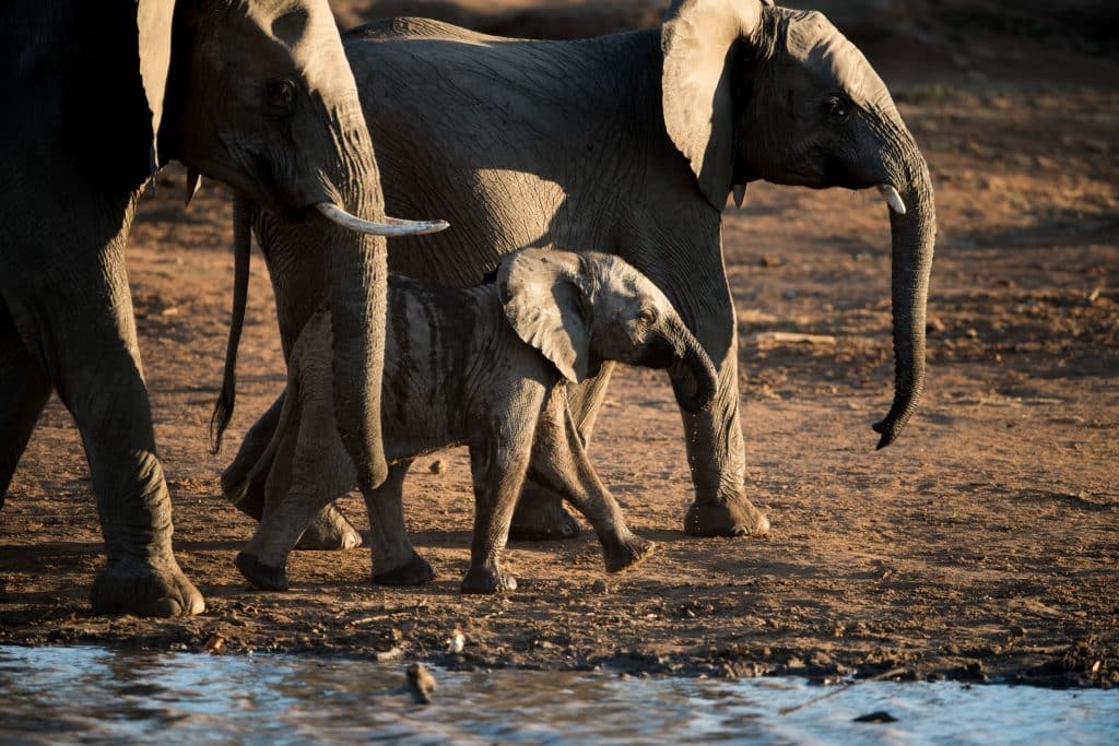 A herd of Kruger Park elephants walking past a watering hole during the day.