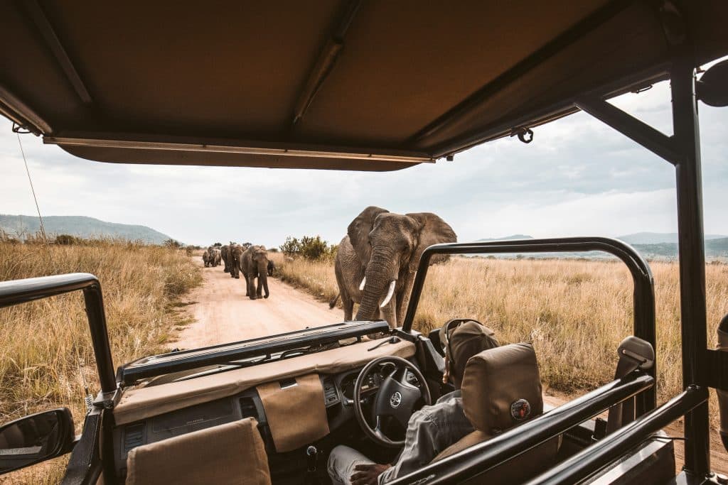 A close up of a ranger driving past a herd of elephants during a Kruger game drive.