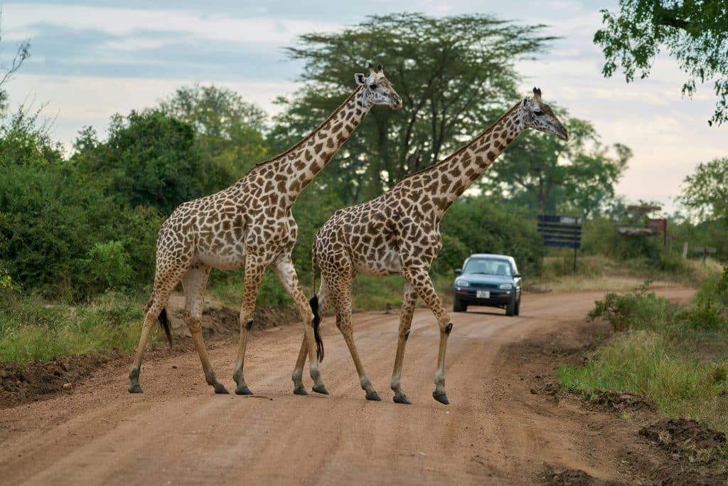 Two giraffes crossing one of the Kruger routes as a self-drive vehicle approaches