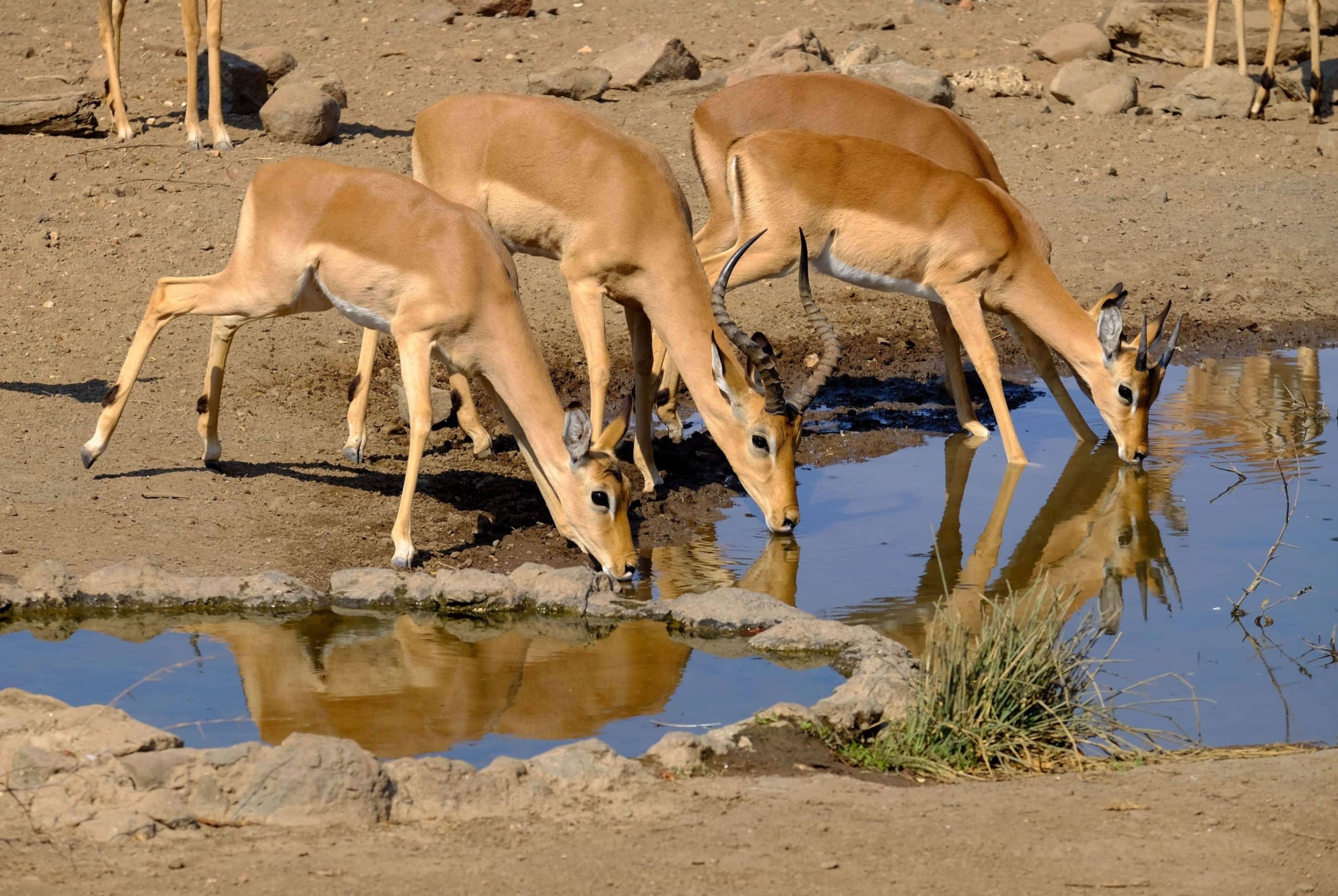 Antelopes drinking water from a lake during an August safari