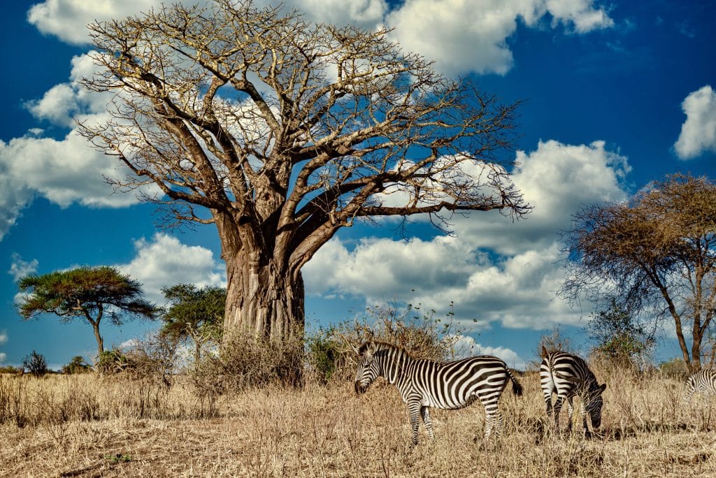 Field covered in greenery surrounded by zebras under a tree near the Paul Kruger Gate