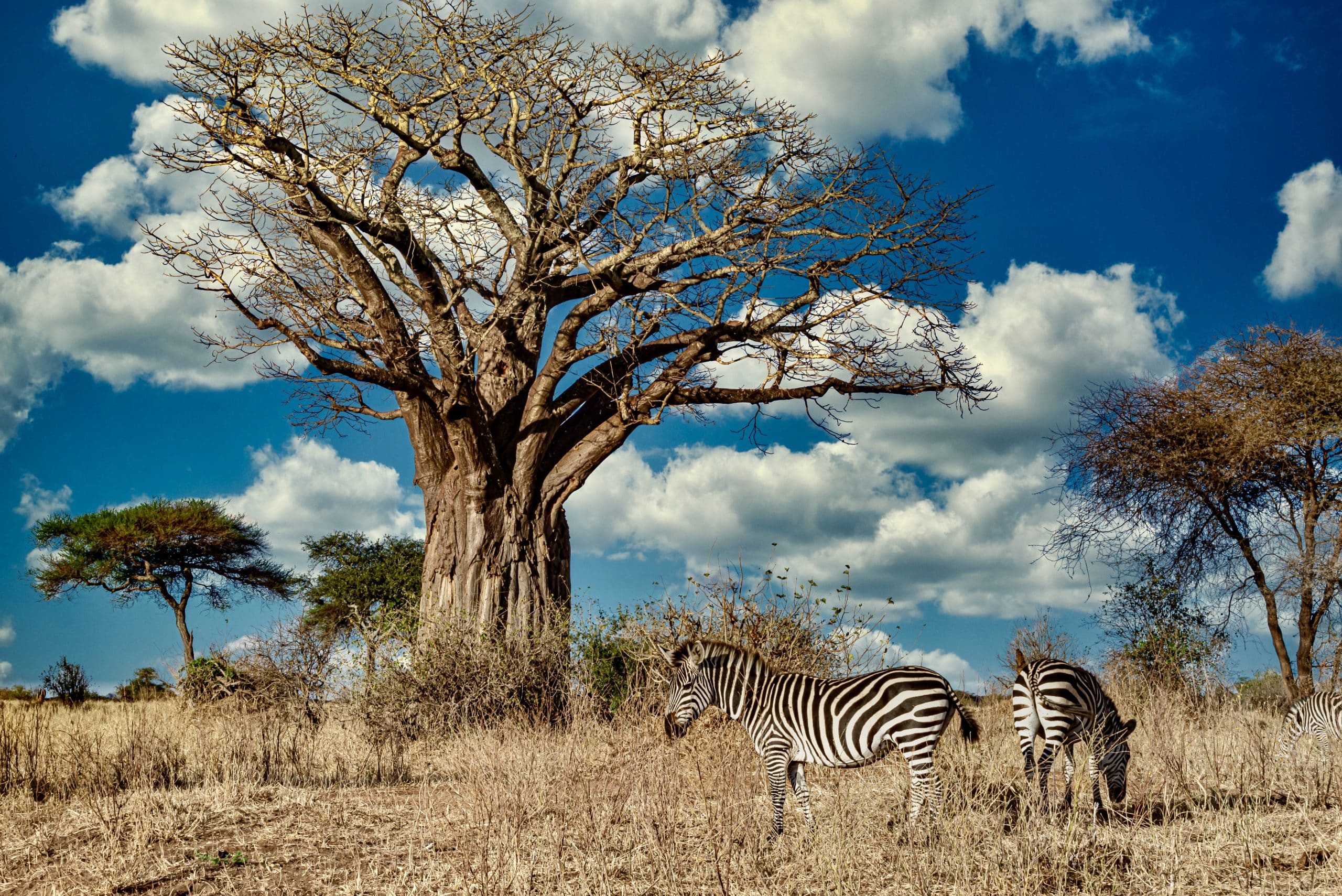 Field covered in greenery surrounded by zebras under a tree near the Paul Kruger Gate