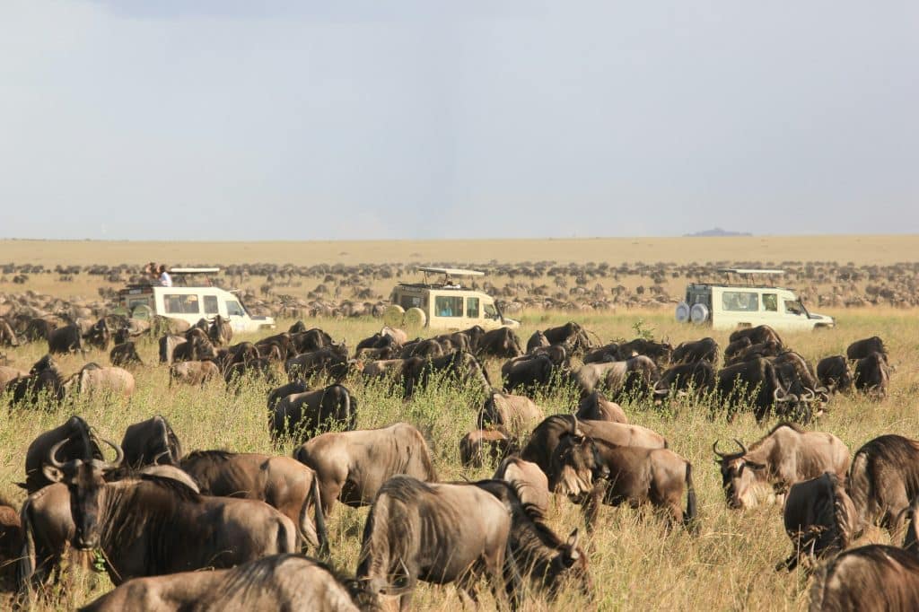 Wildebeest herd among tall grass with safari vehicles nearby in Serengeti
