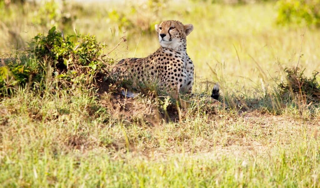 A majestic cheetah in the bush captured during the best wildlife safari in South Africa