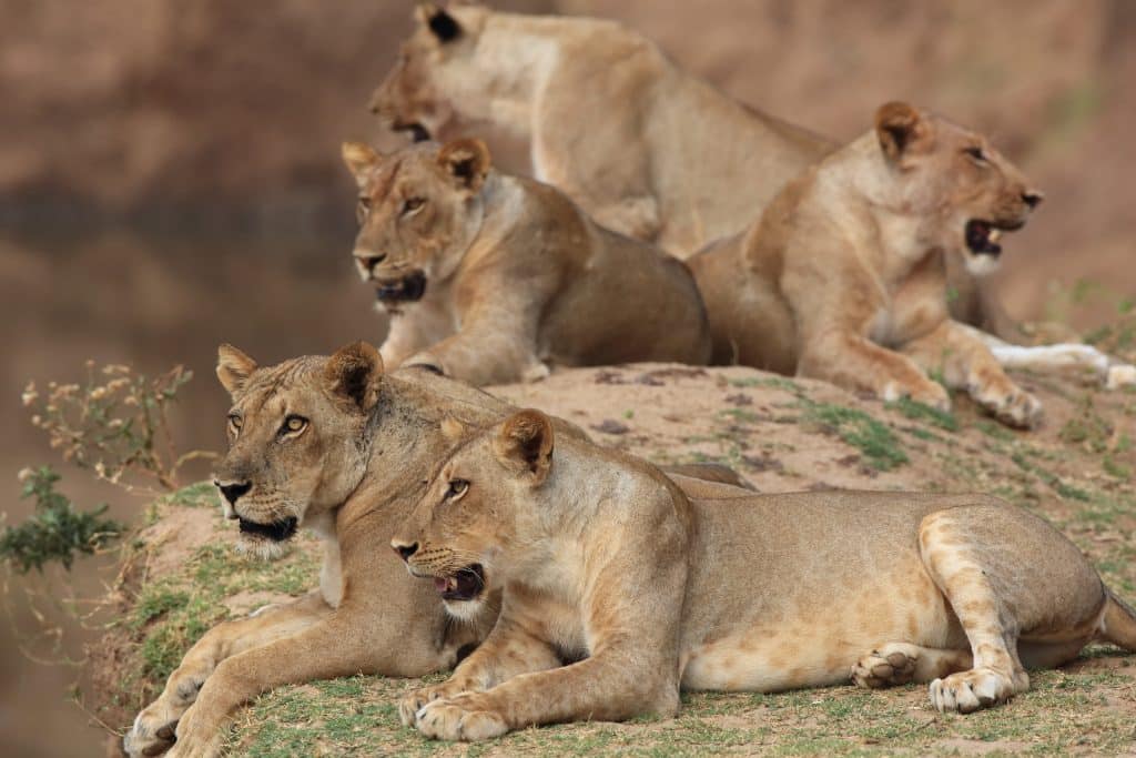A pride of lioness resting on a large rock nature, showing lion vs tiger hunting skills