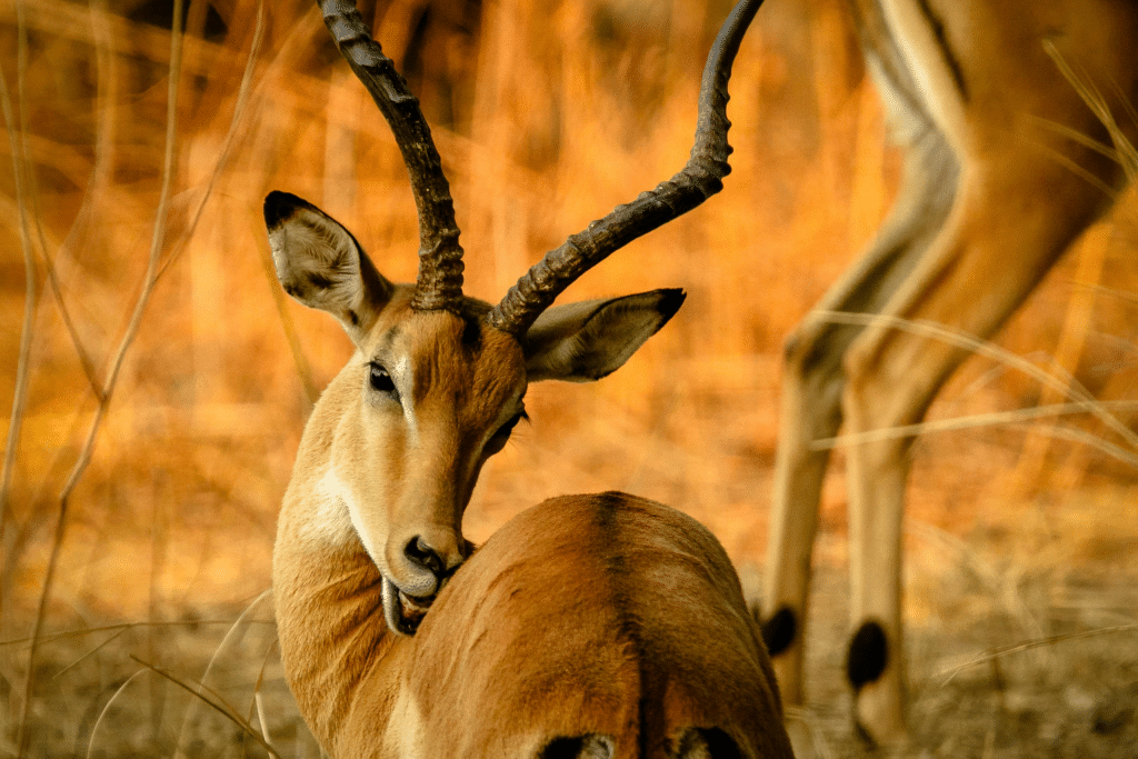 Close up of Springbok
