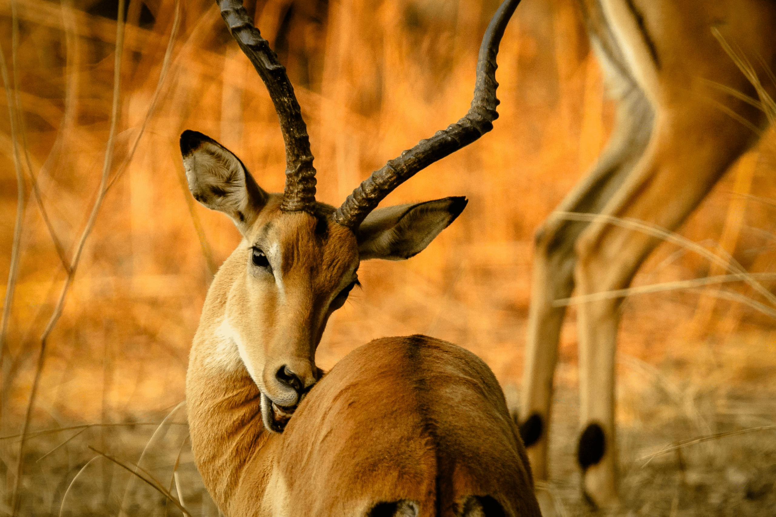 Close up of Springbok