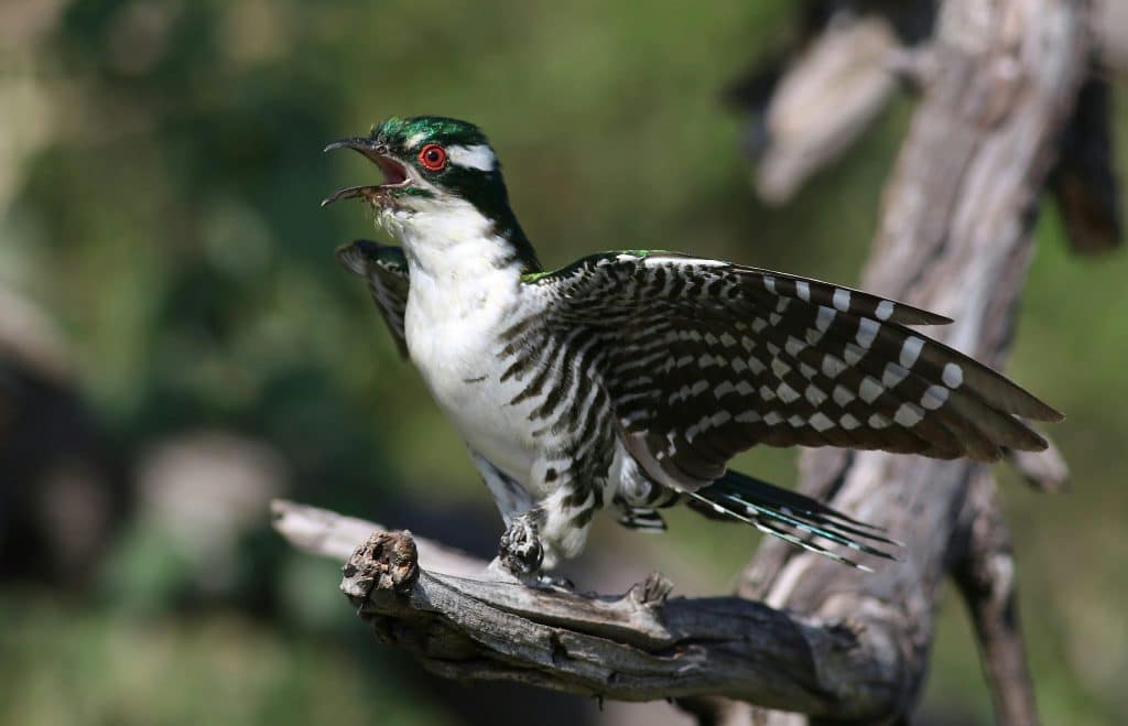 Diederik Cuckoo spreading its wings while perched on a branch