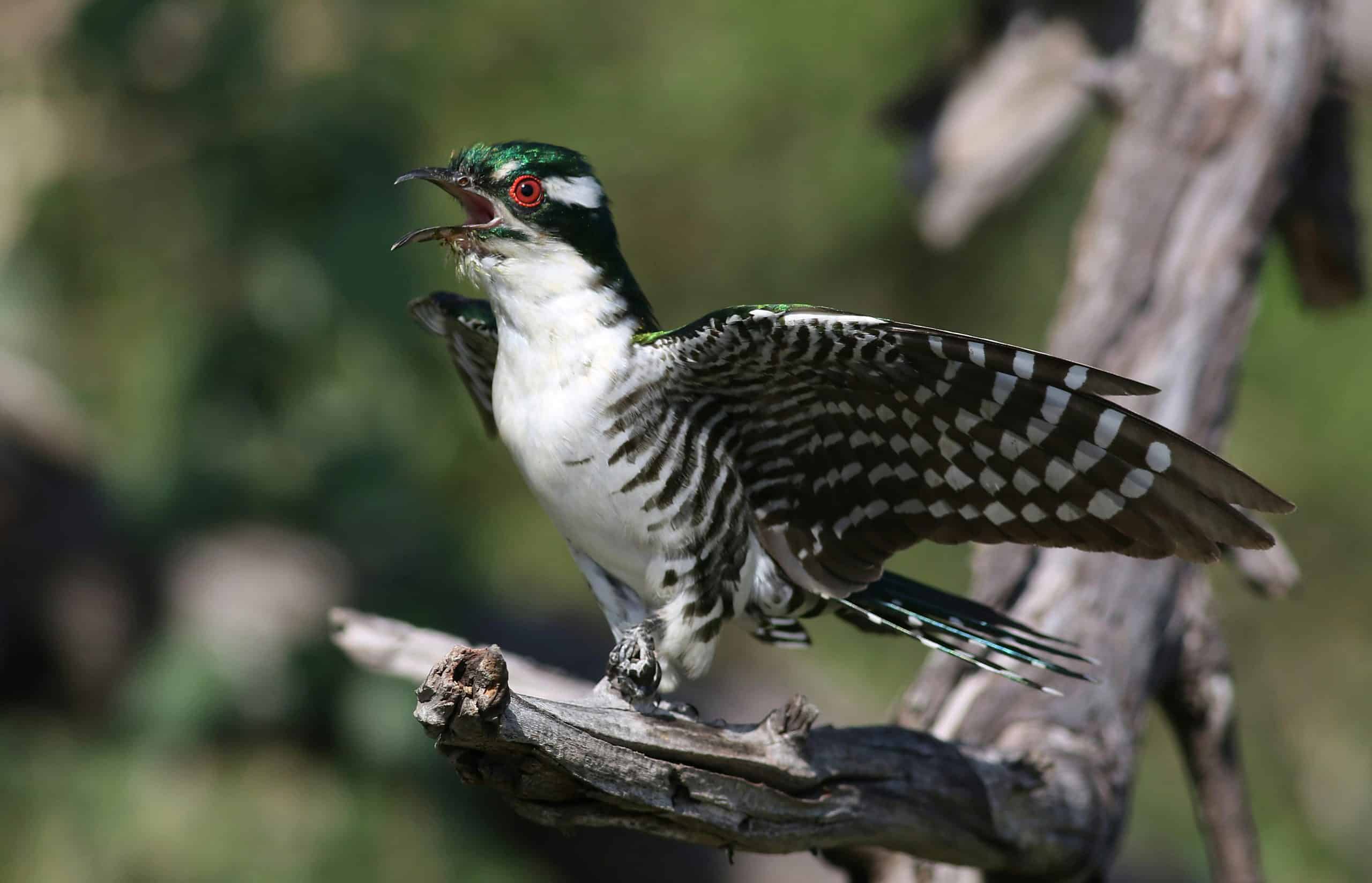 Diederik Cuckoo spreading its wings while perched on a branch