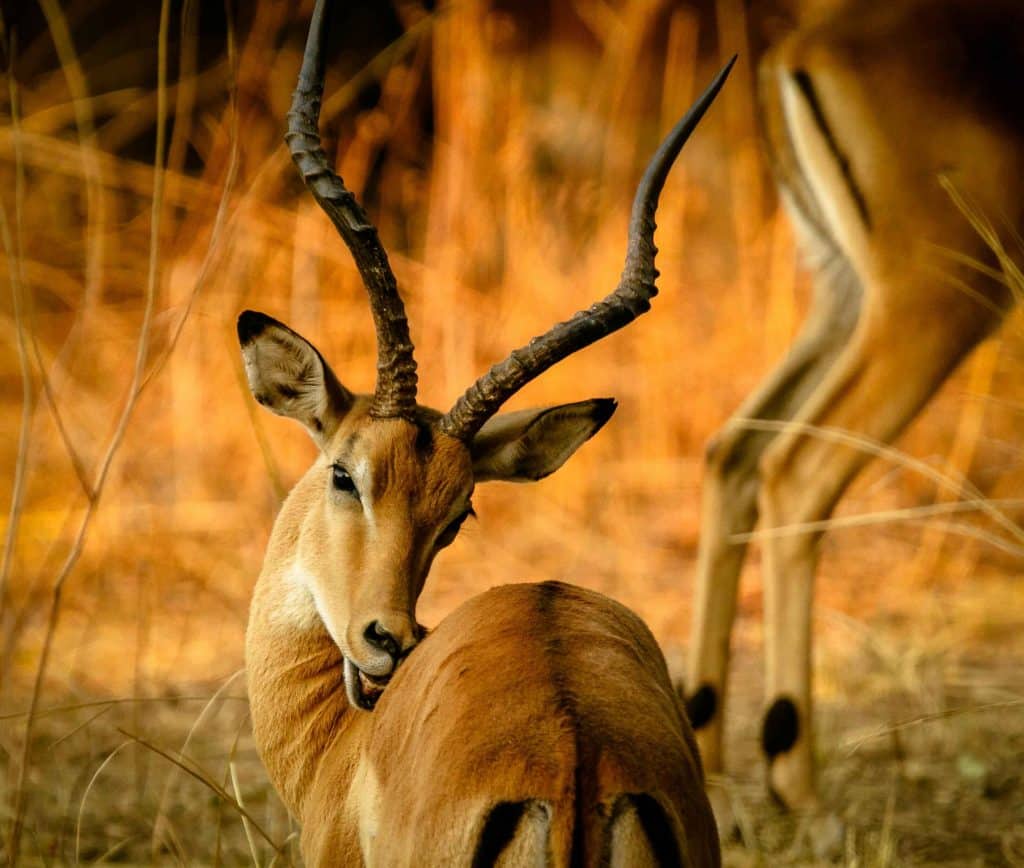 Close up of Springbok