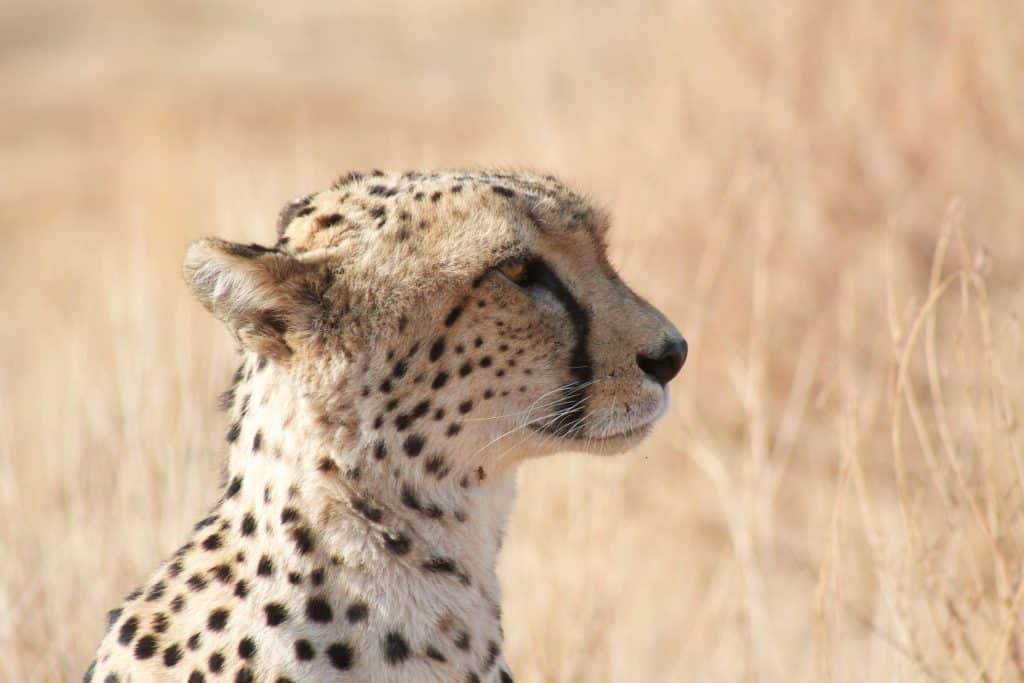 Close up of cheetah