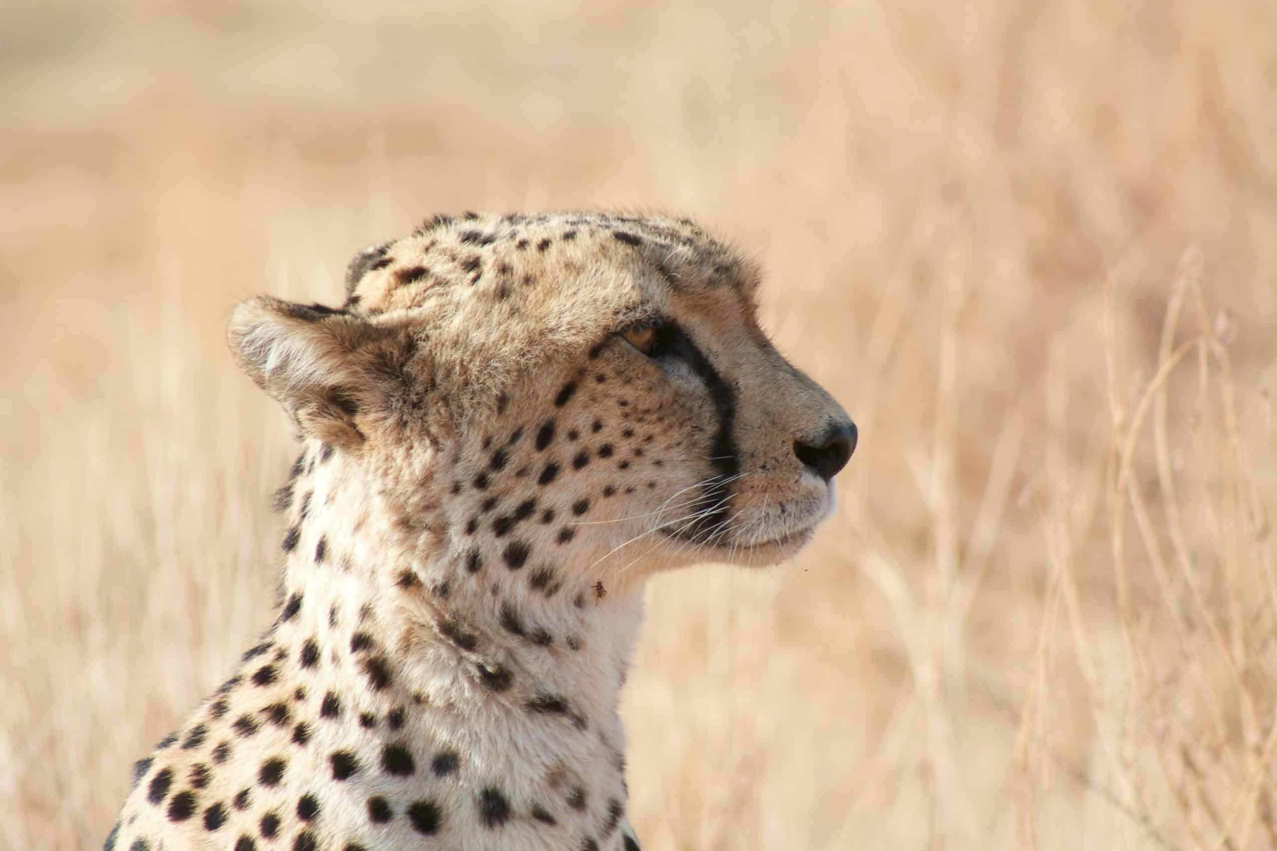 Close up of cheetah