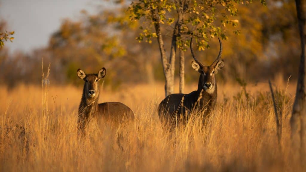 Two Waterbucks in the savanna grassland of sub-Saharan Africa