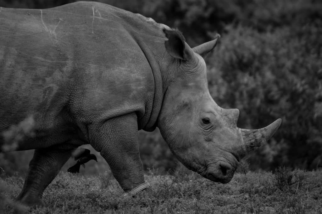 Black and white photograph of a rhinoceros standing in the wild at Kruger National Park, South Africa.