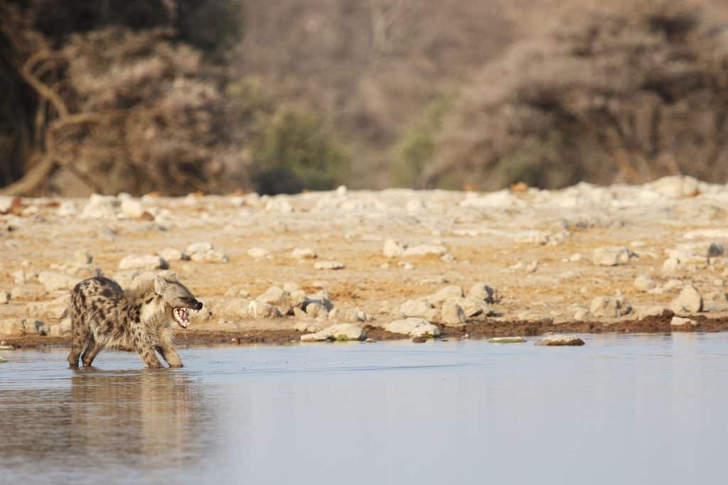 A hyena stretching and drinking water at a waterhole in Kruger National Park