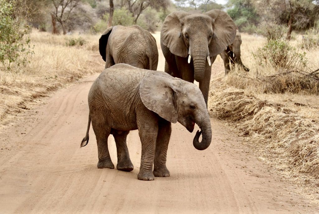 Elephants on a dirt Kruger driving route