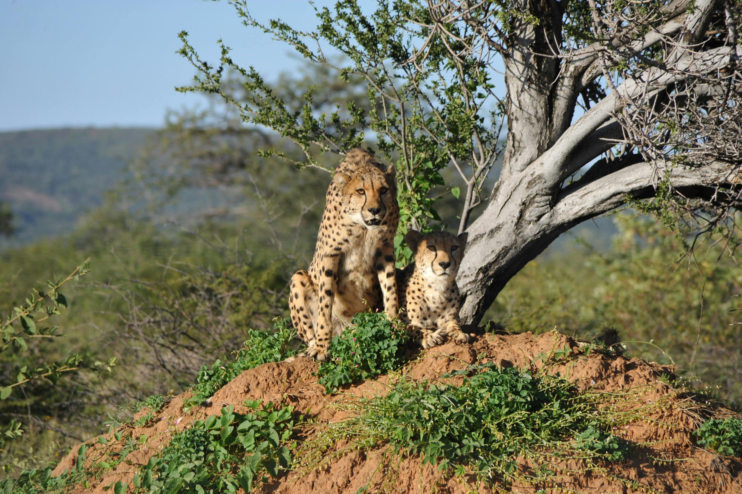 Two cheetahs on a mound in the Kruger National Park