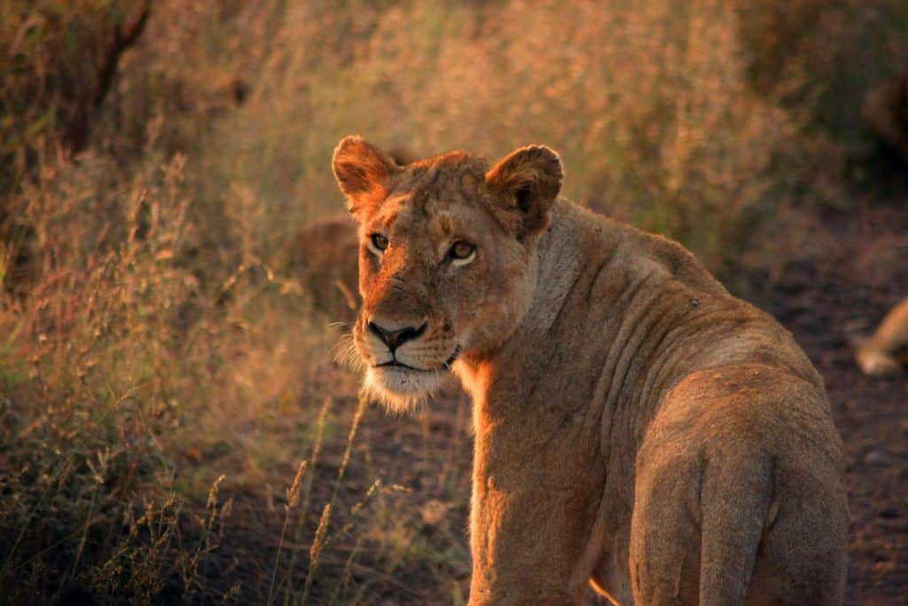 Wild lioness in golden sunlight in African nature reserve