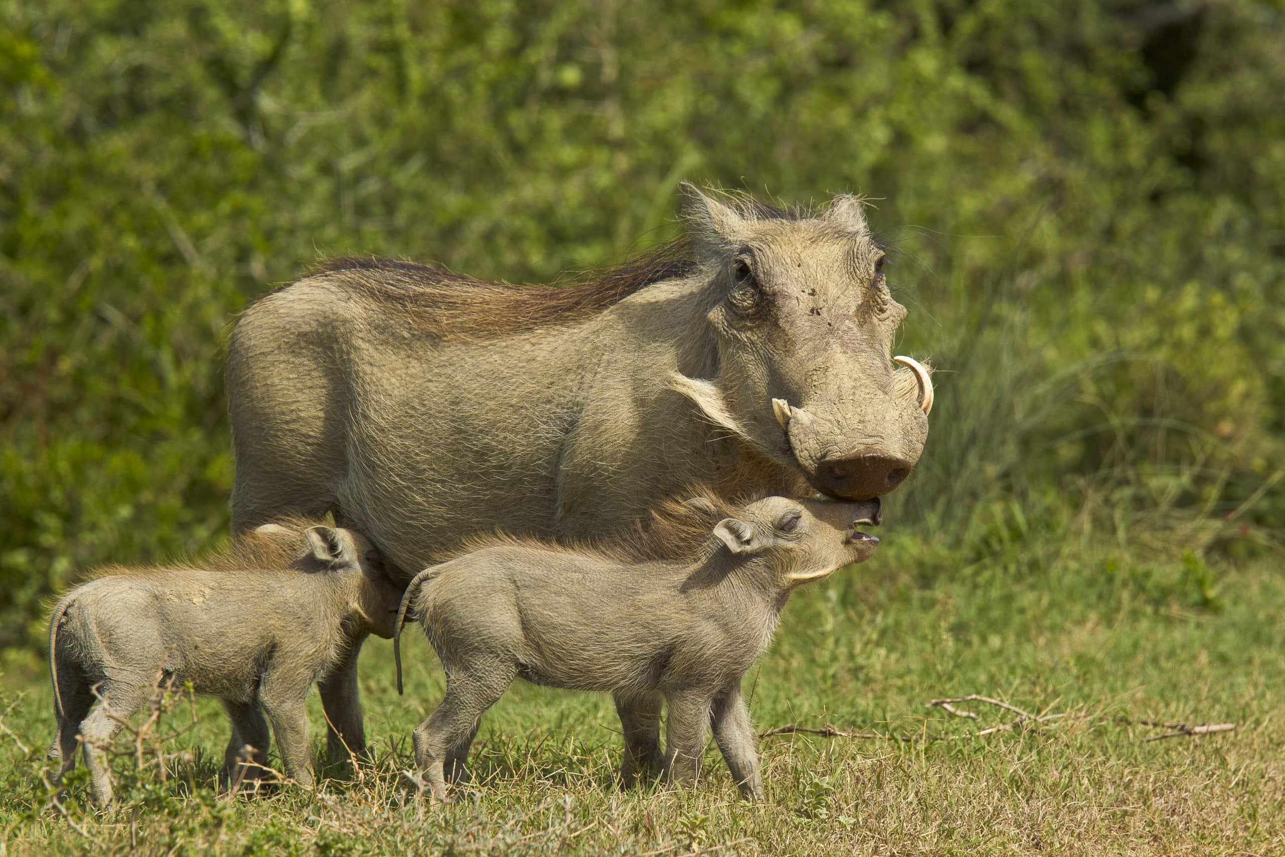 A warthog and her piglets during wildlife sightings in Kruger in December