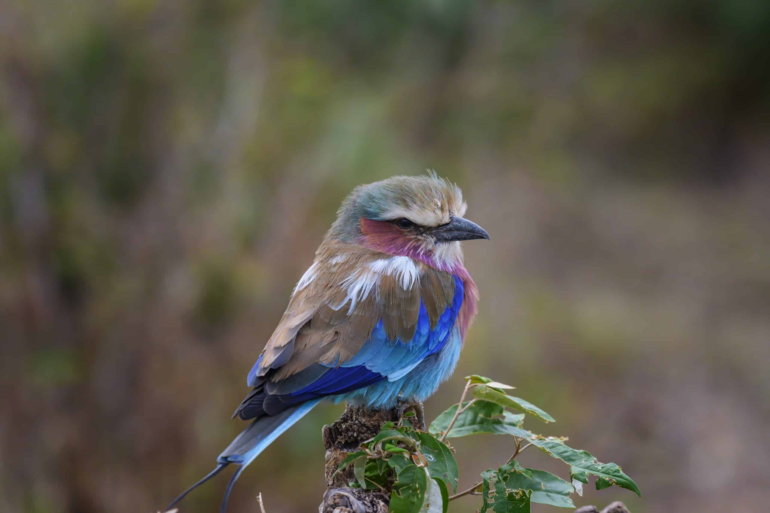 Kruger Park birding in January offers a vibrant display of summer species. Engage in rewarding birdwatching and the lush landscapes from Kruger Gate Hotel.