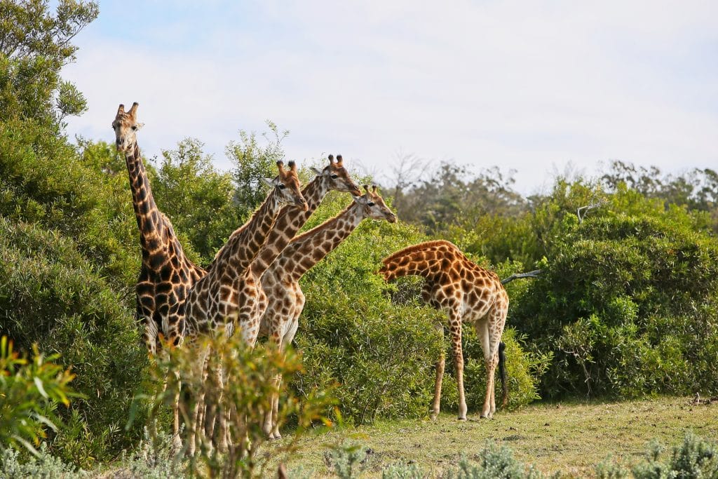 A herd of giraffe grazing on tall greens at the Kruger in January.
