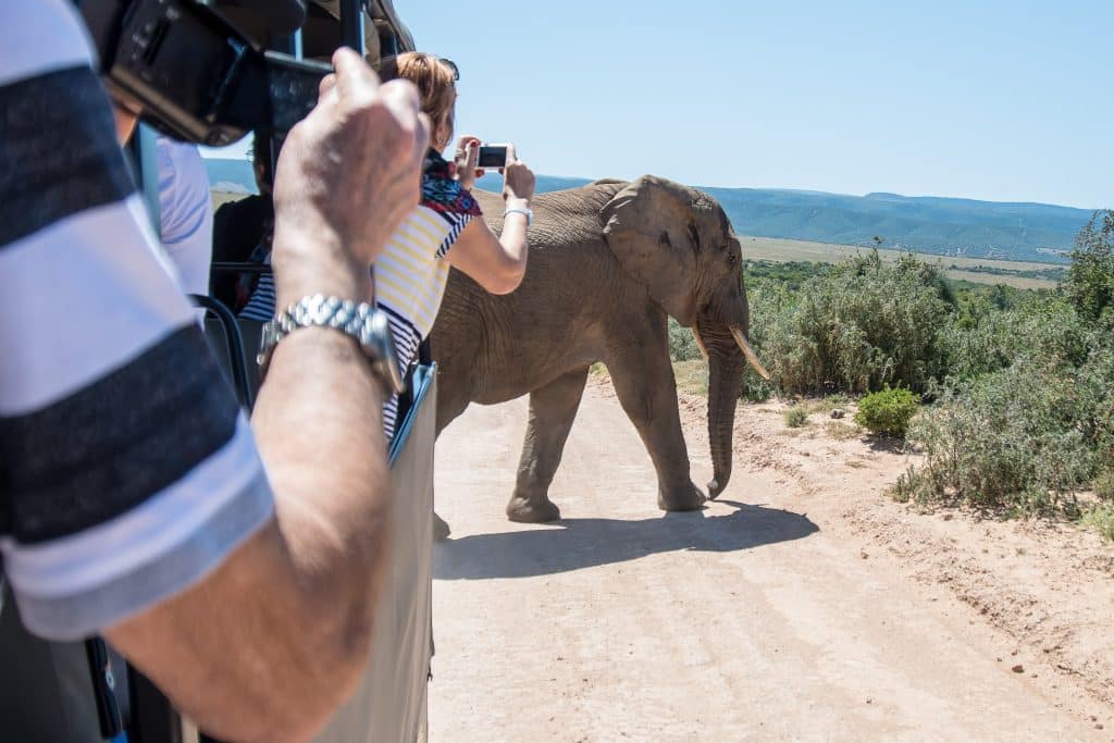 Tourists on safari taking pictures of an elephant with safari tech apps.