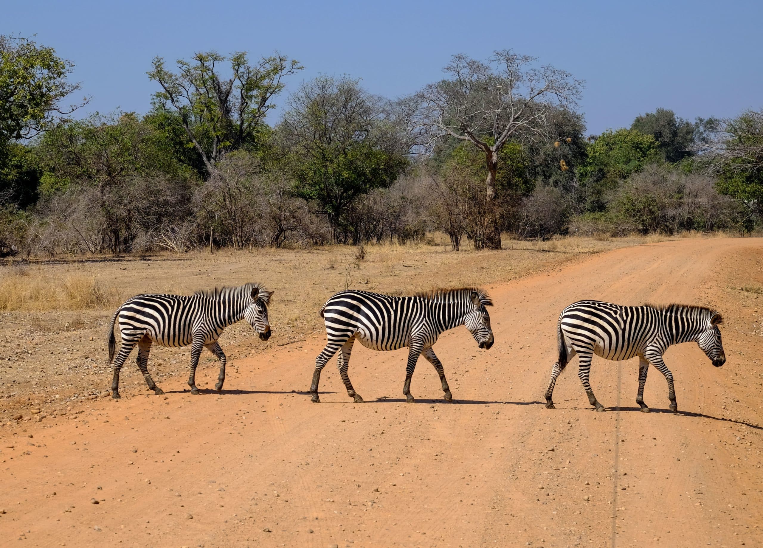 Three zebras walking across a dirt road in a safari with trees and a clear blue sky in the background.