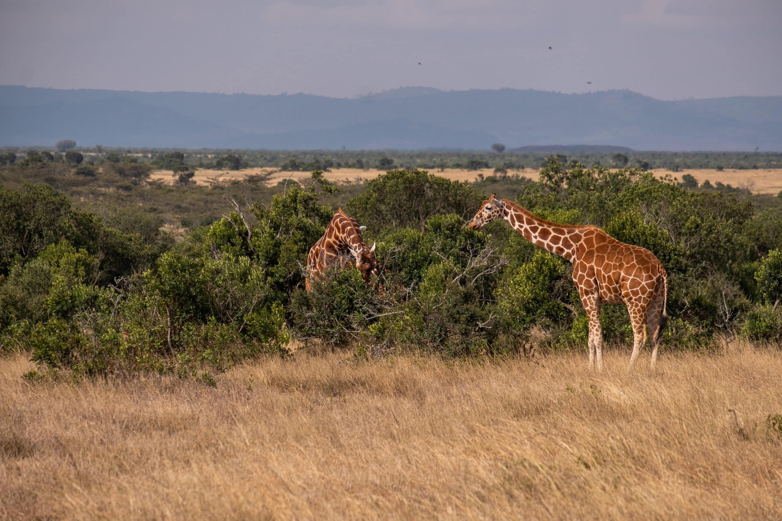 Seasonal Safari scene of two giraffes grazing among low trees and golden grass on an open African savanna under soft daylight.
