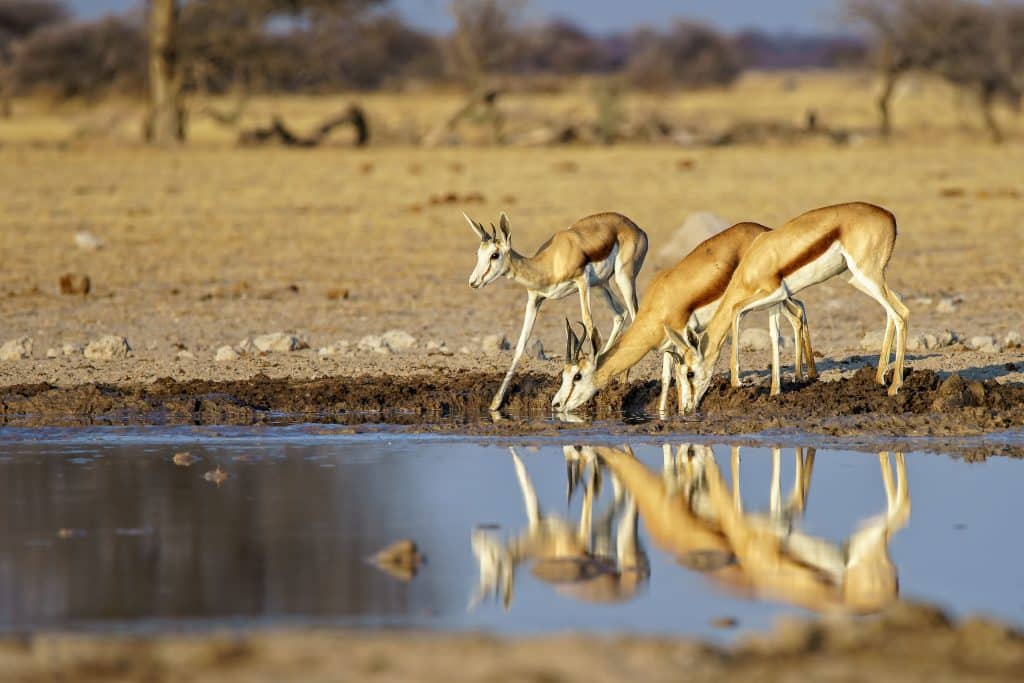 Family of springboks drinking water from a muddy lake during a best time to go to Kruger