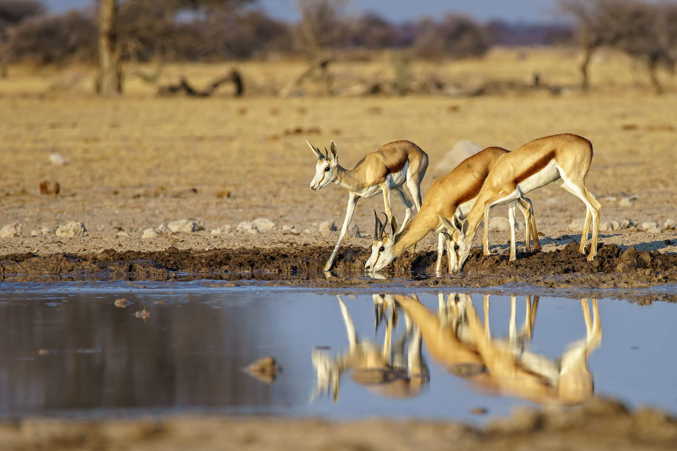 Family of springboks drinking water from a muddy lake during a best time to go to Kruger