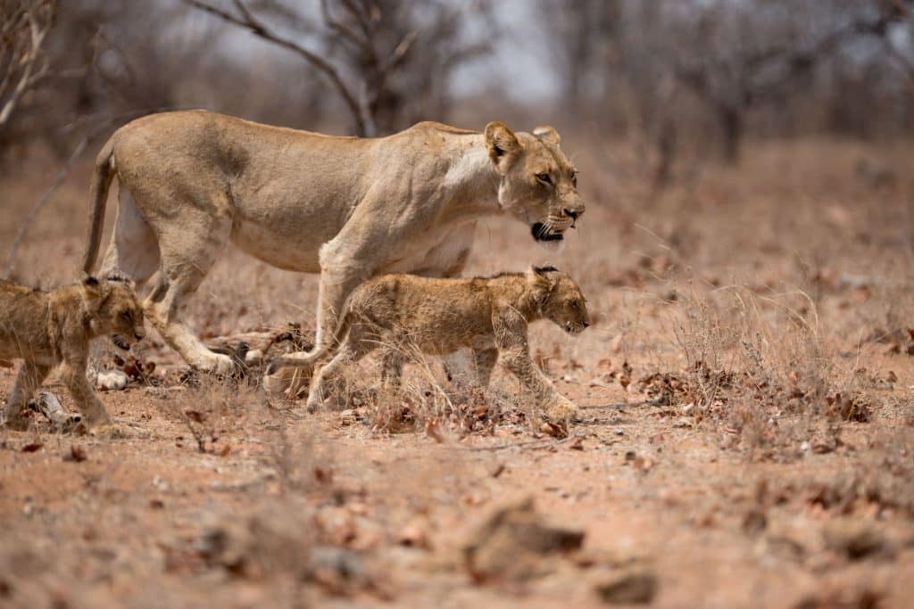 A female lion walking with her cubs in a safari, across a dry, leaf-strewn landscape