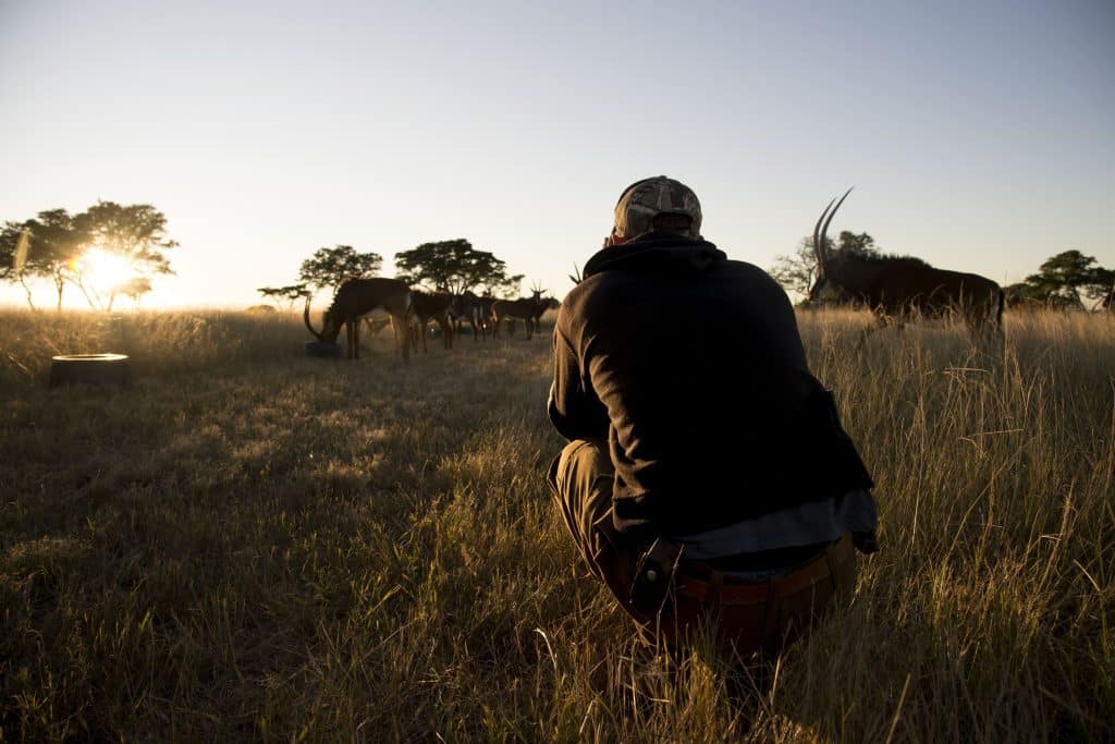 A man on one of the Kruger wildlife safaris, crouching near a herd of antelope to take pictures
