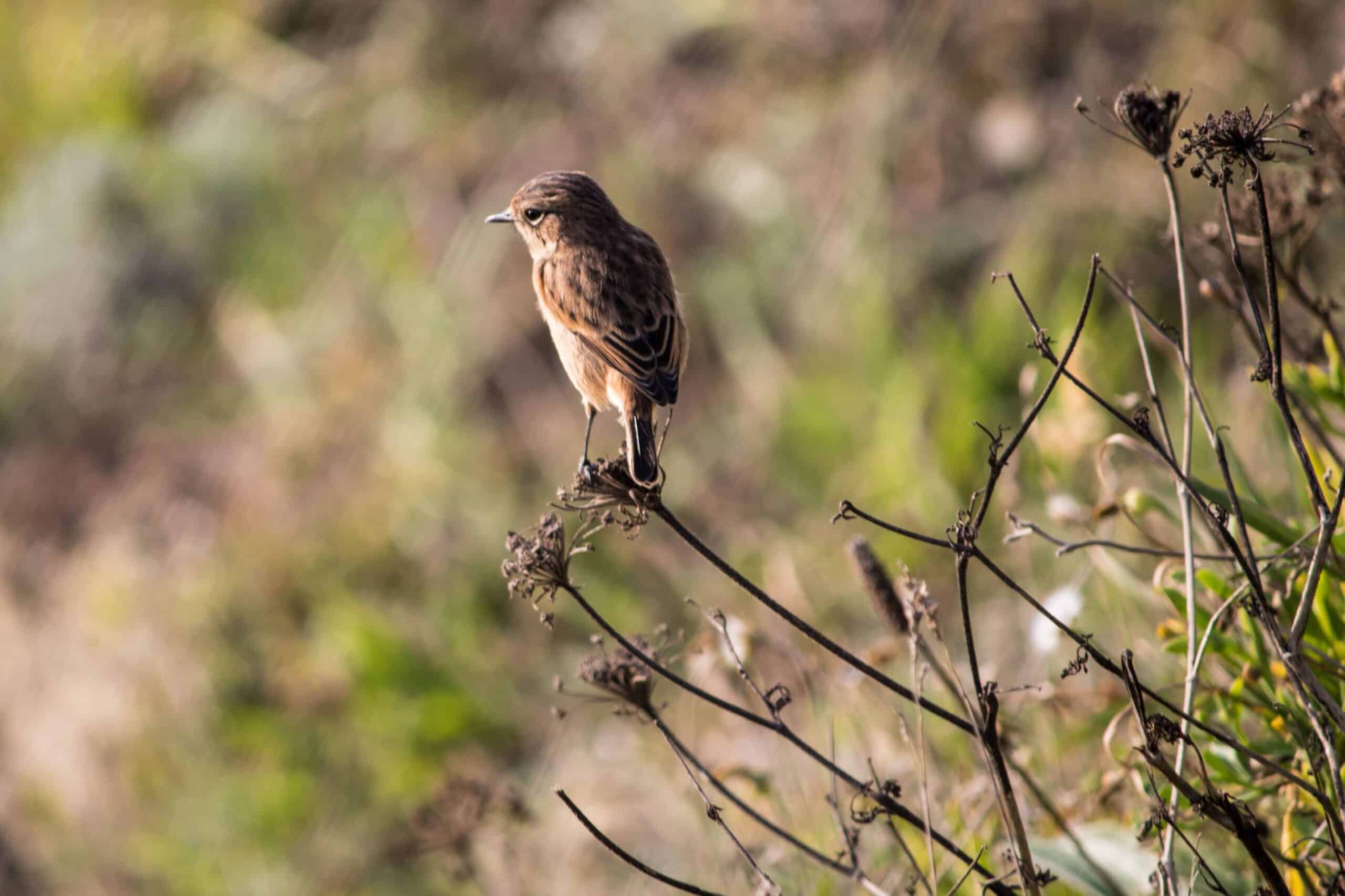 A closeup of a bird perched on a twig of a tree on one of the Kruger Park safaris