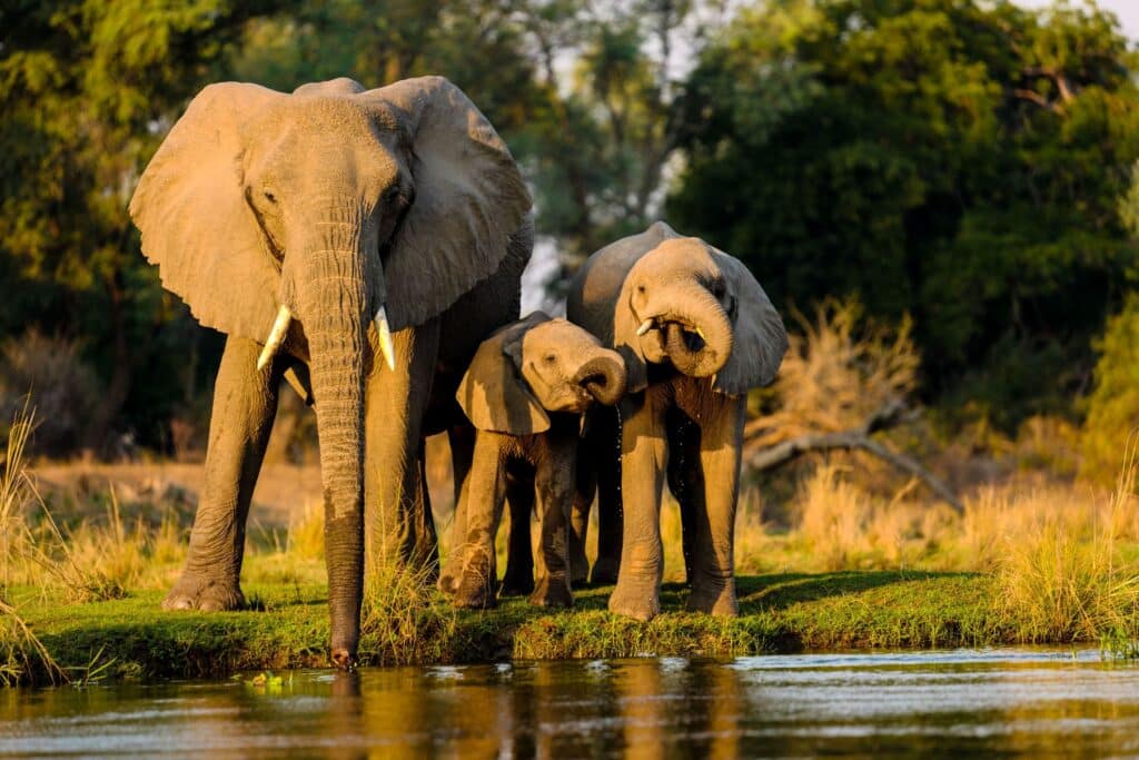 A young elephant family, drinking at a watering hole, near one of the riverside Kruger Park Hotels.