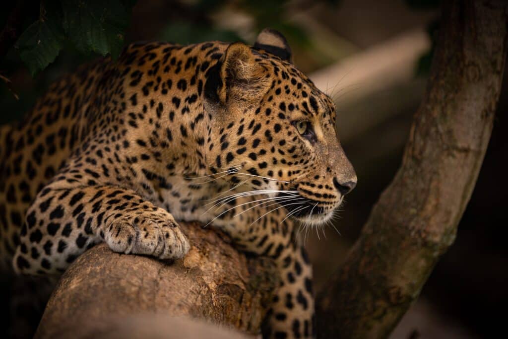 A beautiful closeup of a leopard in a tree on a big 5 in South Africa safari
