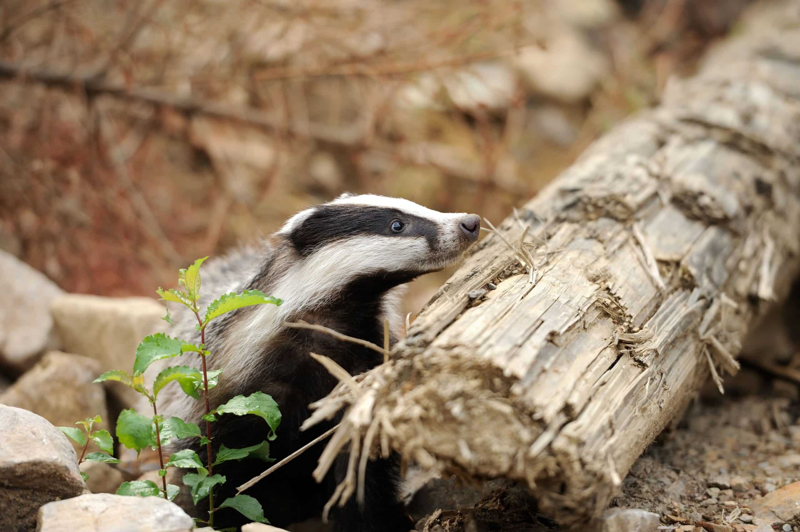 A closeup of a honey badger peering over a dry log as one of the rarest animals in Kruger