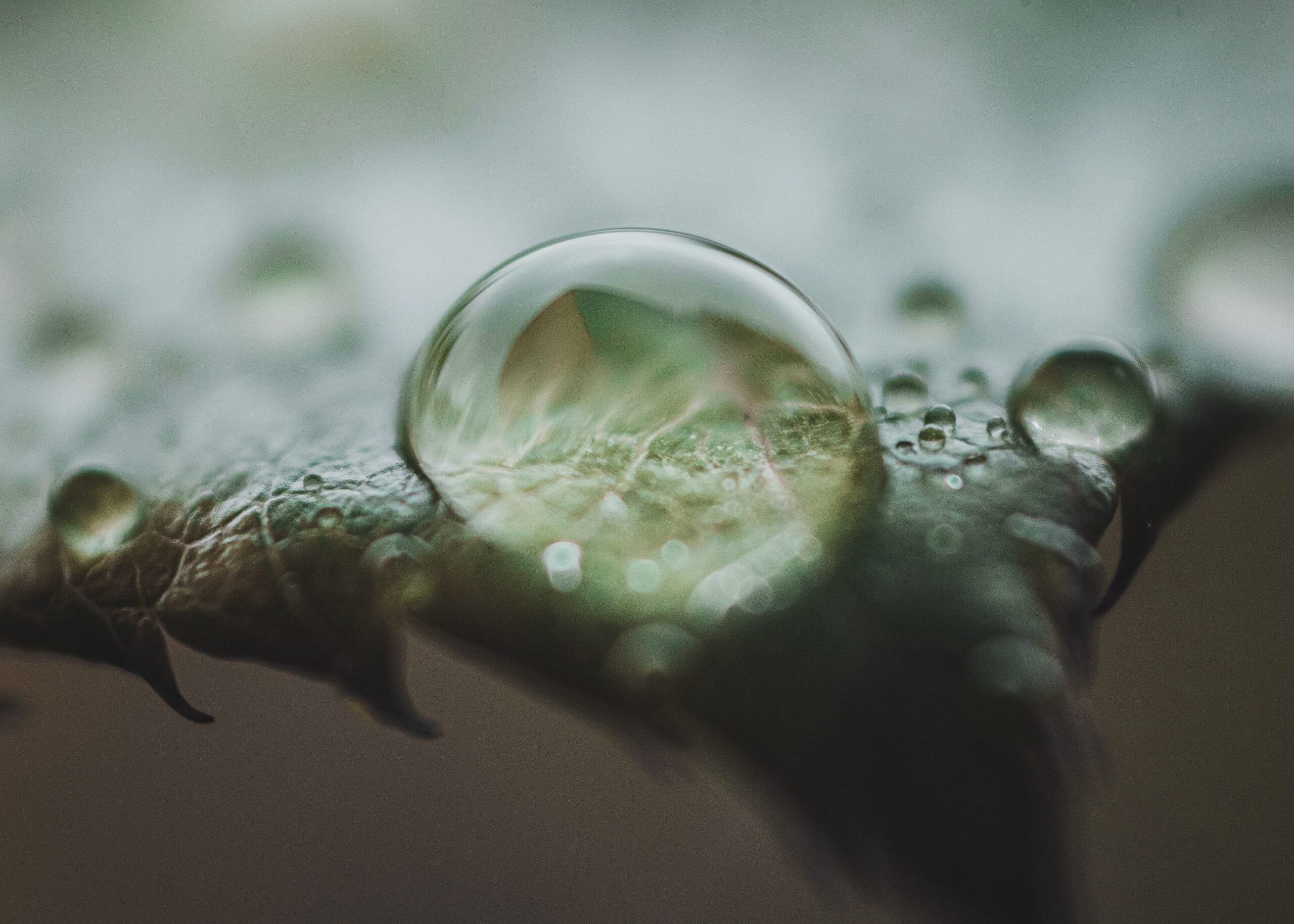 A closeup of a raindrop on leaf during a rain in Kruger National Park season