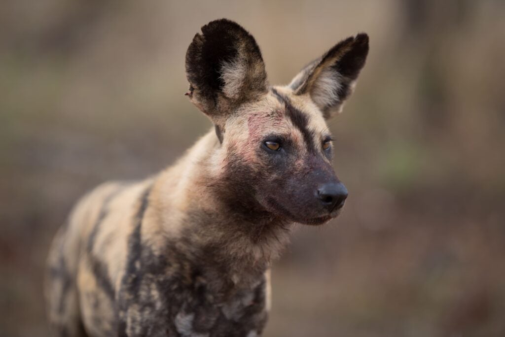 A closeup of a wild dog, one of the endangered species in South Africa, looking out into the bush