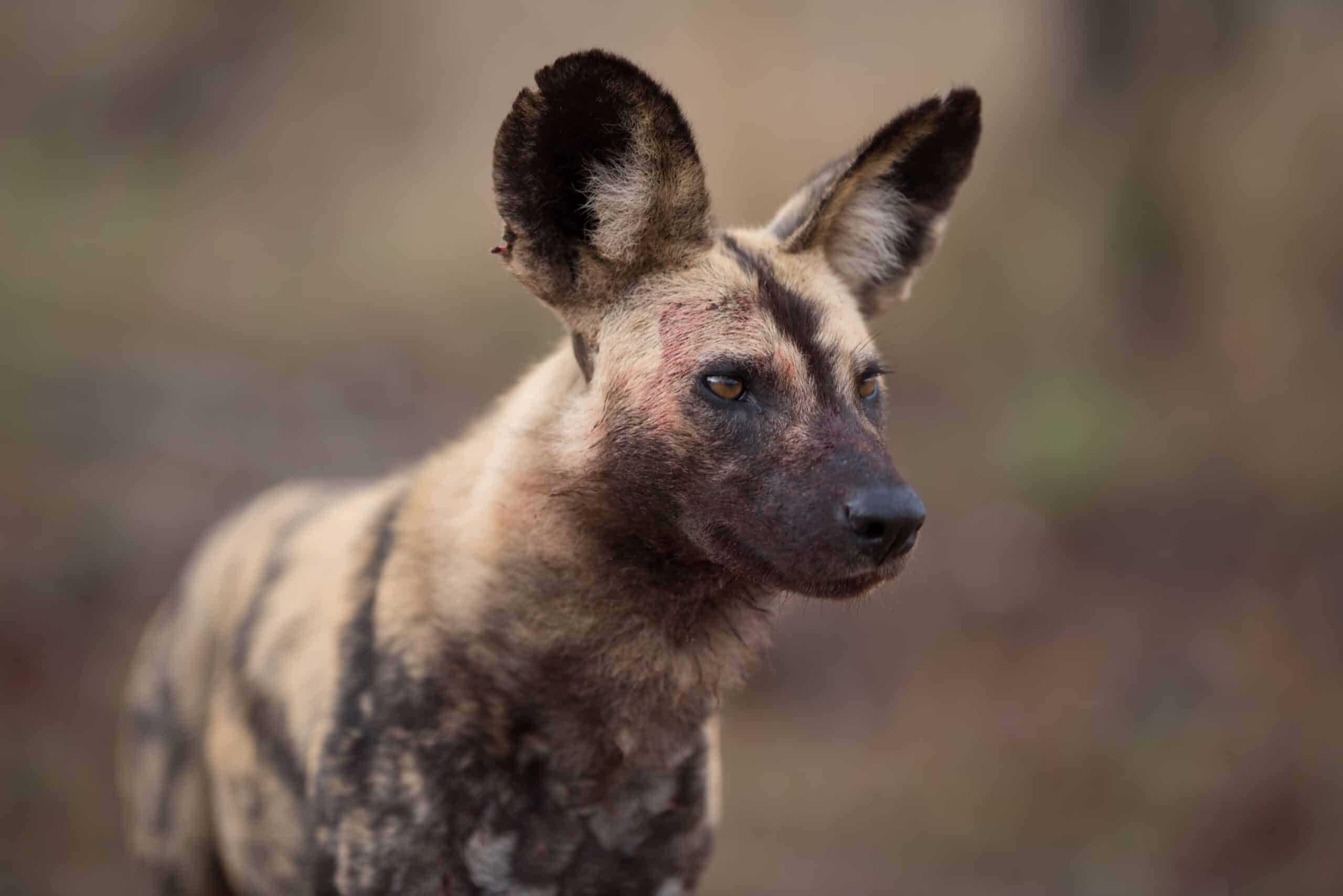 A closeup of a wild dog, one of the endangered species in South Africa, looking out into the bush