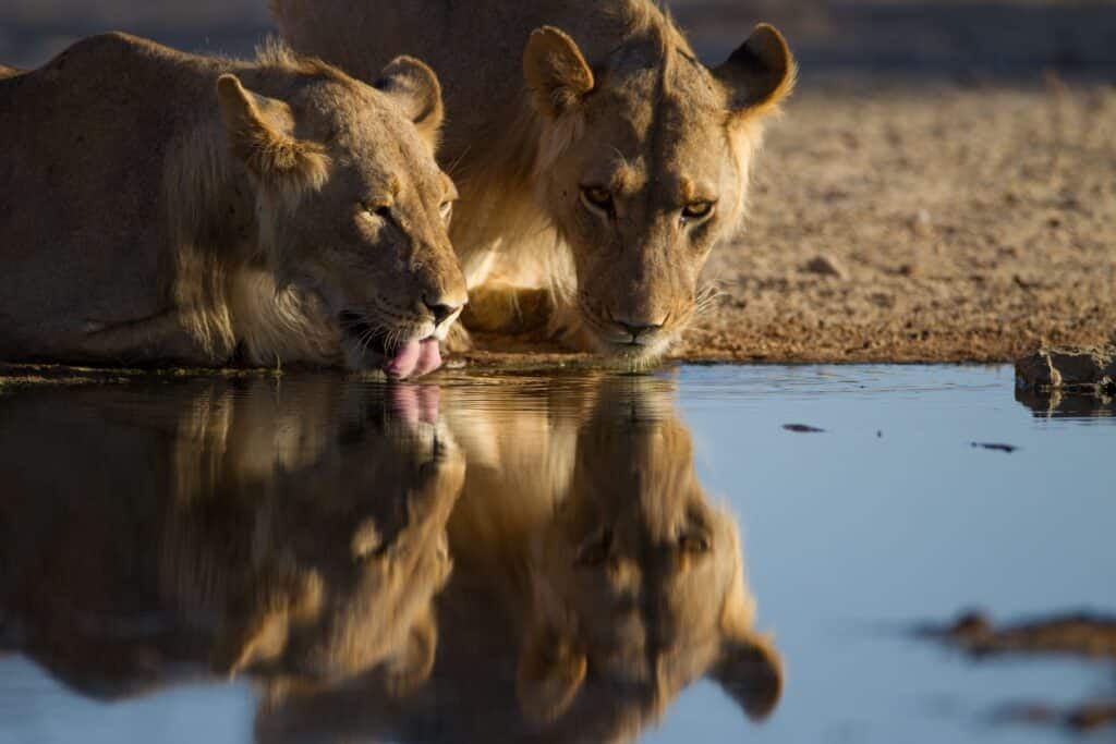 Two lionesses drinking from a river to show the big five experiences while comparing Kruger vs. Pilanesberg