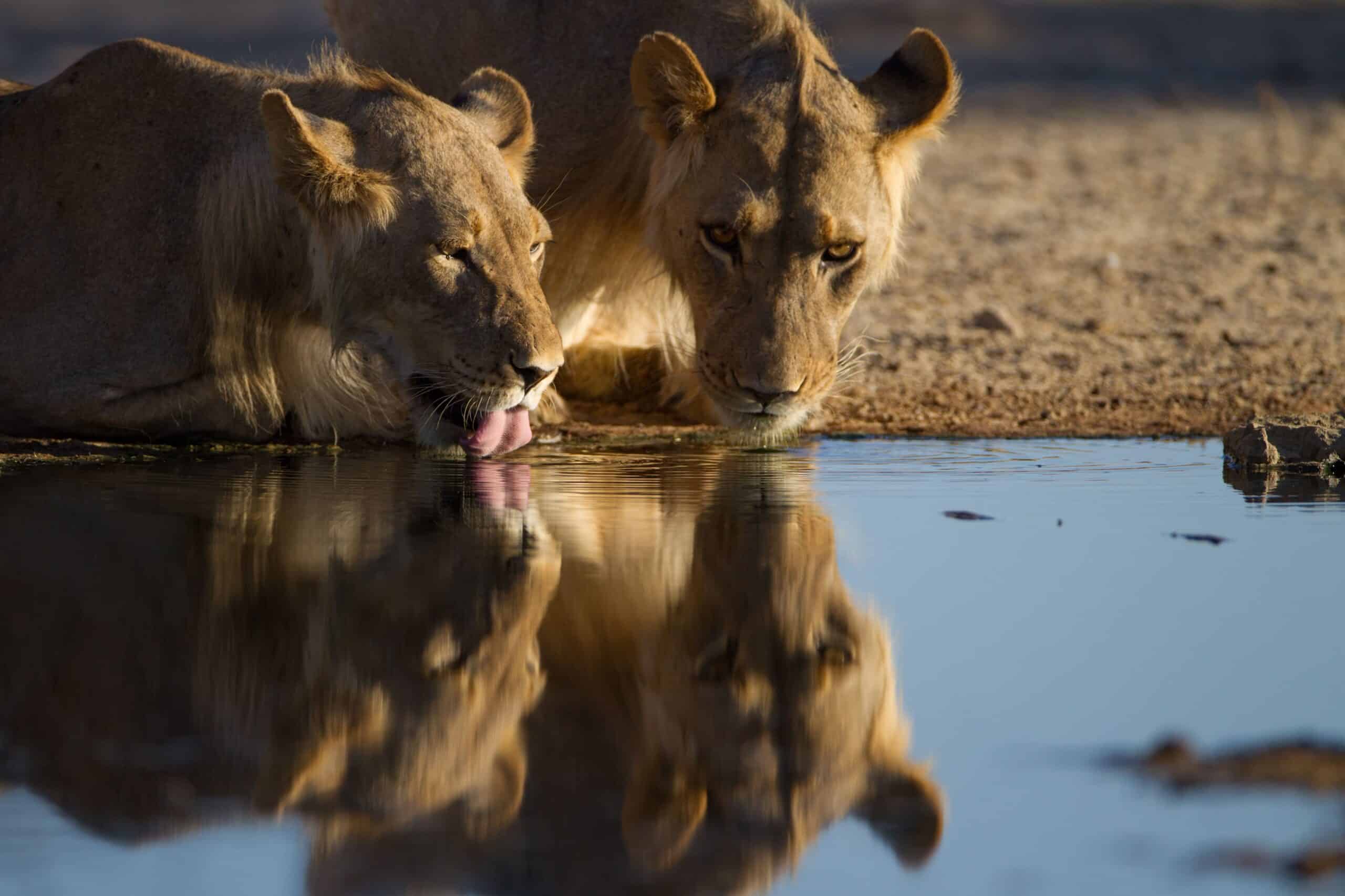 Two lionesses drinking from a river to show the big five experiences while comparing Kruger vs. Pilanesberg