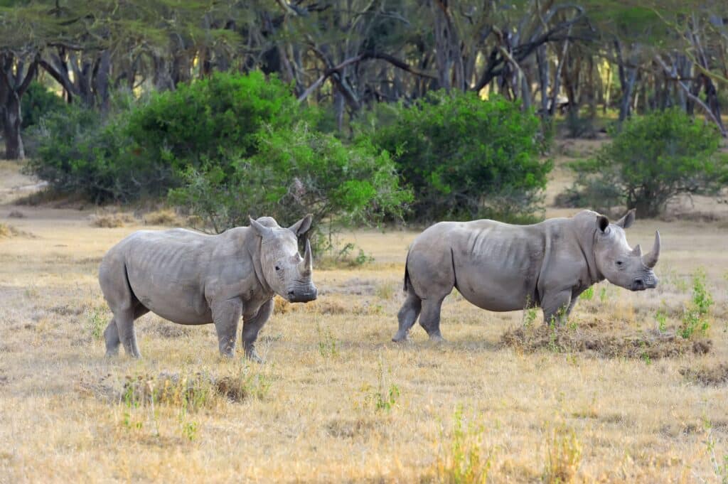 Two African white rhinos spotted during private vs. group game drive in the Kruger Park