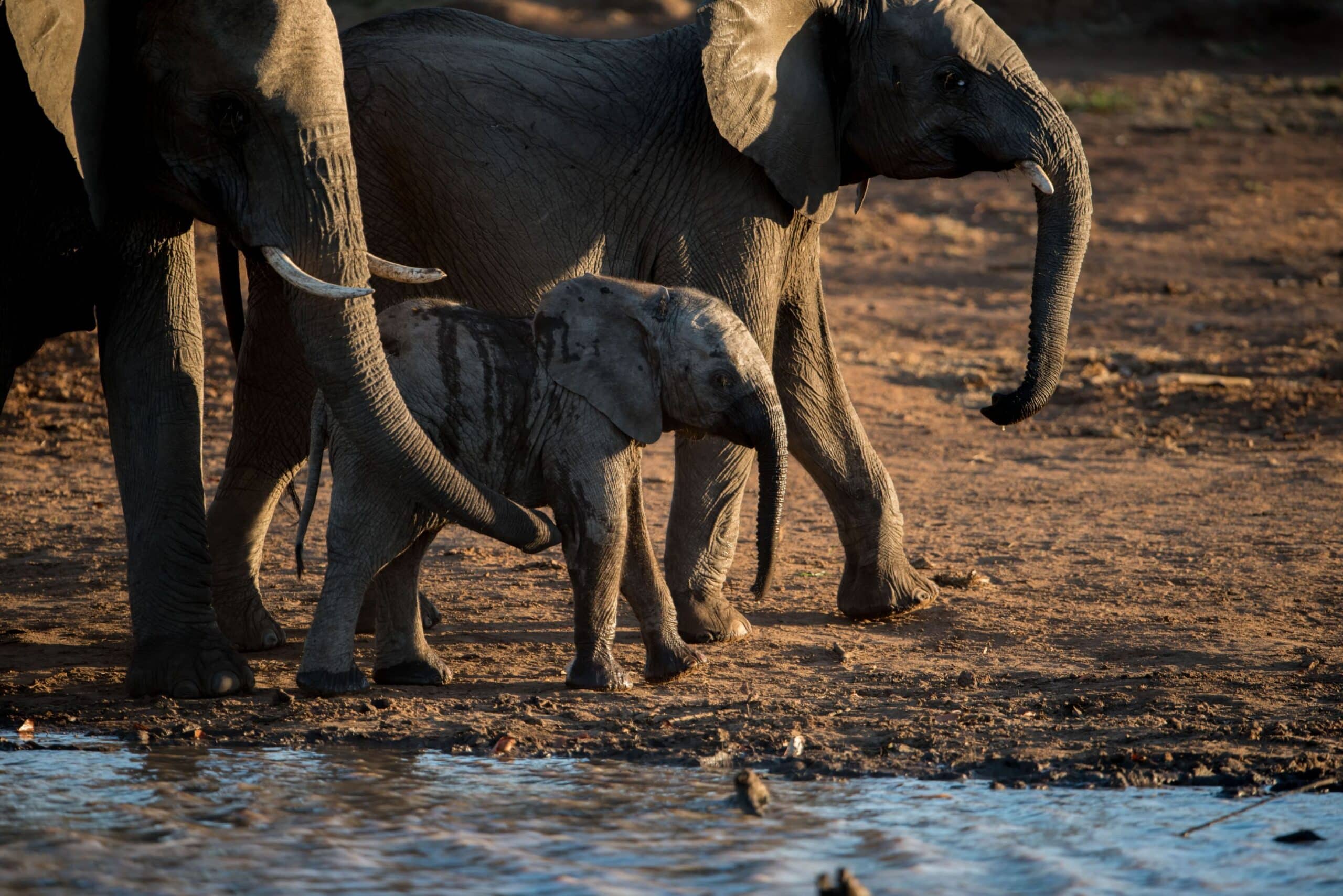 A closeup of a baby elephant walking with a herd near a river during multi-country tours in Africa